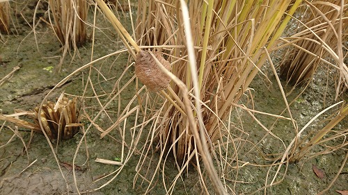 男の子が稲刈中に見つけたカマキリの卵。他にもトンボやイナゴ、水生昆虫などが沢山いました。