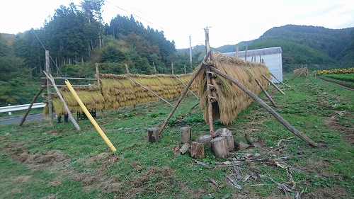 きれいにはせがけが出来ました。秋の風物詩としてしばらく目を楽しませてくれます。