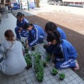 中学生が農業体験に訪れました 中学生が農業体験に訪れました