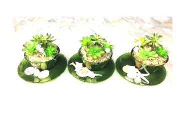?多肉植物アレンジメント教室募集?