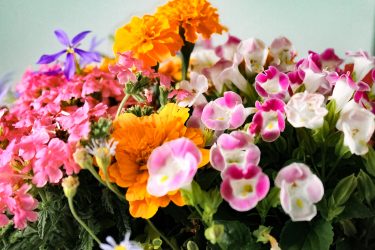 🌼園芸教室　季節の寄せ植え🌼