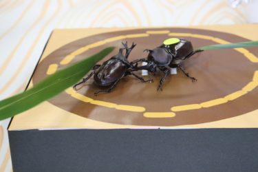 第２回カブトムシ相撲大会
