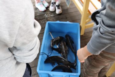 🎣米川キッズ　鯉釣り体験移動教室🎣