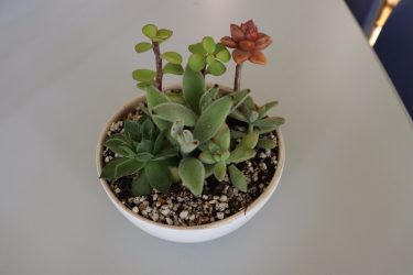 陶芸教室「多肉植物の寄せ植え」開催！