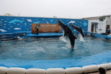 🐬米川キッズ教室　仙台うみの杜水族館　見学🐬