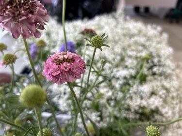 🌼園芸教室　季節の寄せ植え🌼