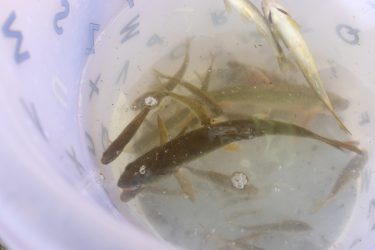 米川キッズ「川釣り教室」